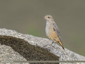 Rufous-tailed Rock-thrush (Monticola saxitilis) - image #459363 gratis